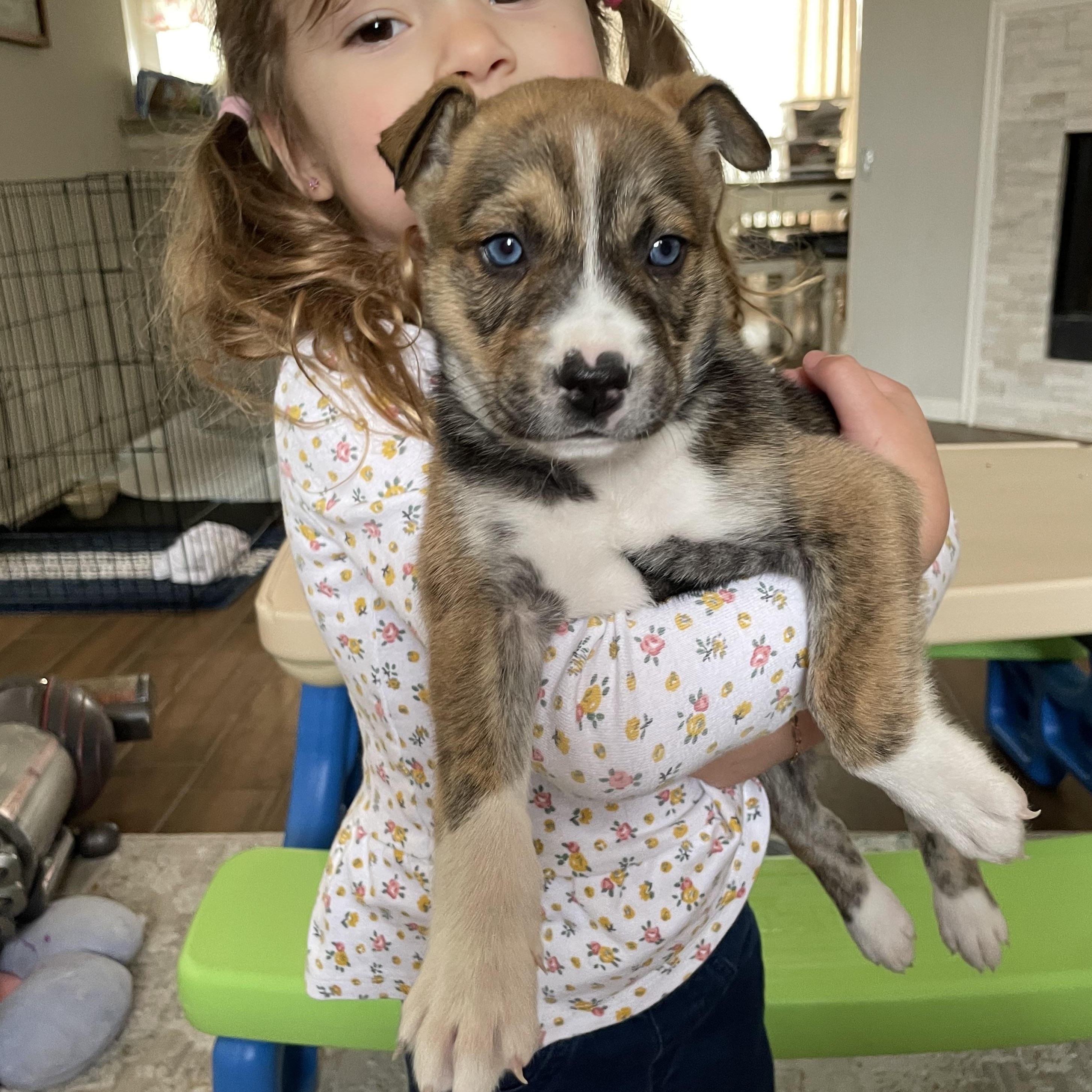 Enlarge Marco, an adopted mixed breed in Tallahassee, FL image 1/3