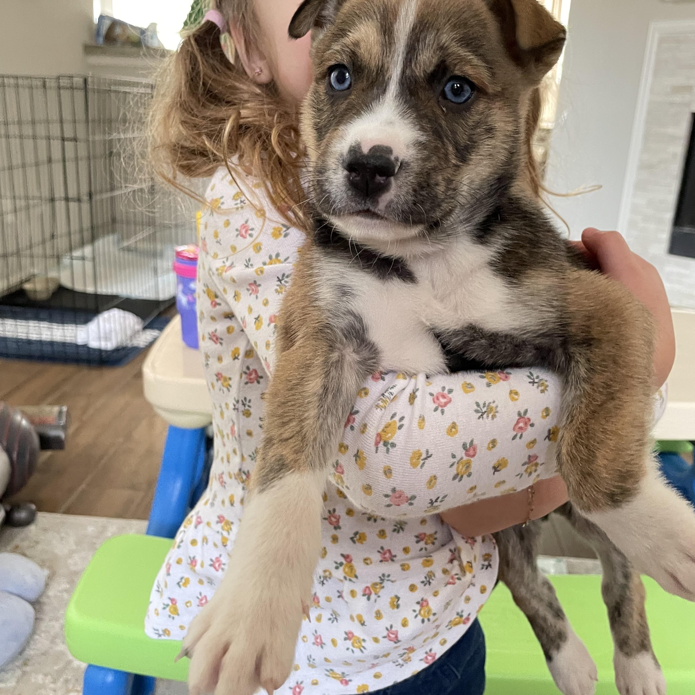 Enlarge Marco, an adopted mixed breed in Tallahassee, FL image 3/3