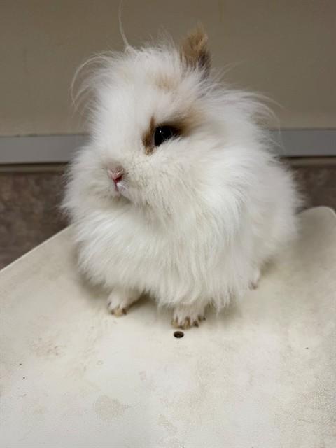 Enlarge ASHER, a Adoptable Angora Rabbit in Santa Maria, CA image 1/2
