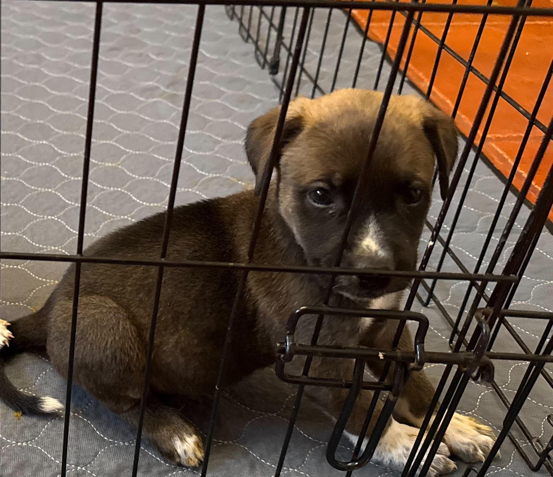 Tiger, Adoptable, Puppy Male Australian Shepherd & Australian Cattle Dog / Blue Heeler.