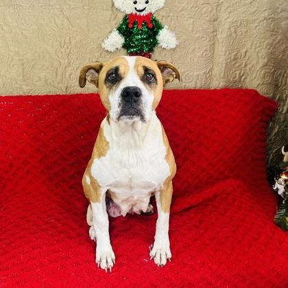 Enlarge Lovie, a Adoptable mixed breed in Grove, OK image 1/1