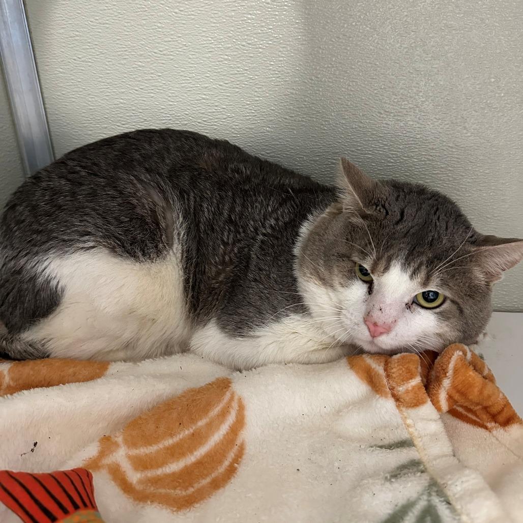 Dumpling, Adoptable, Young Male Domestic Short Hair.