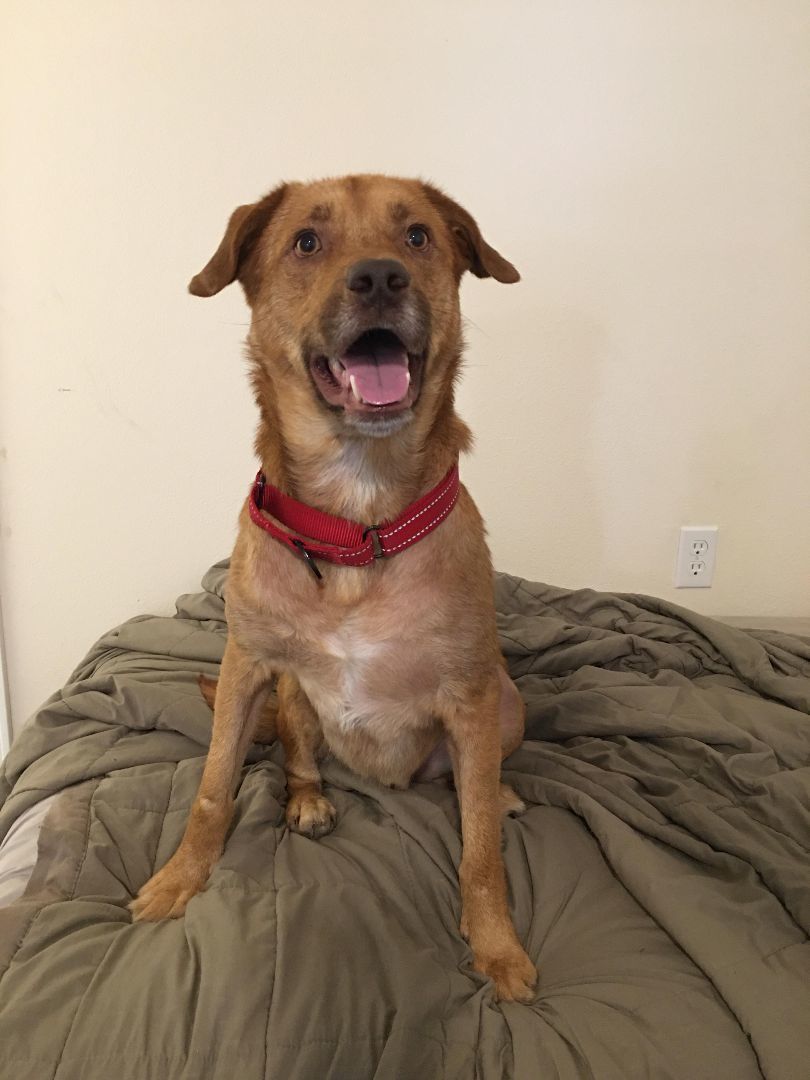 Enlarge Romeo, a Adopted mixed breed in PENSACOLA, FL image 1/5