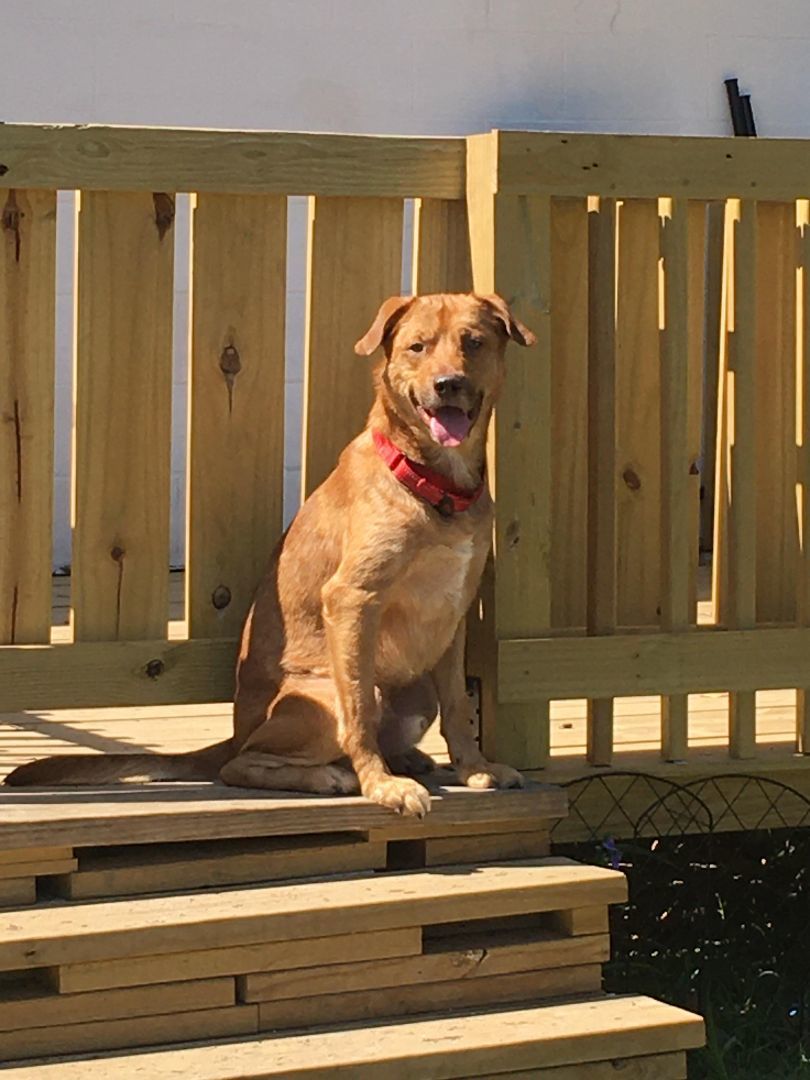 Enlarge Romeo, a Adopted mixed breed in PENSACOLA, FL image 2/5