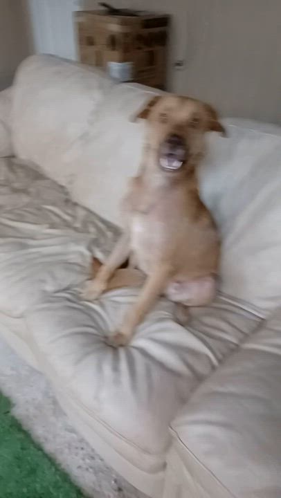 Enlarge Romeo, a Adopted mixed breed in PENSACOLA, FL video 4/5