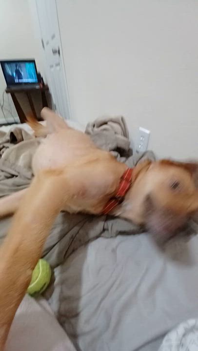 Enlarge Romeo, a Adopted mixed breed in PENSACOLA, FL video 5/5