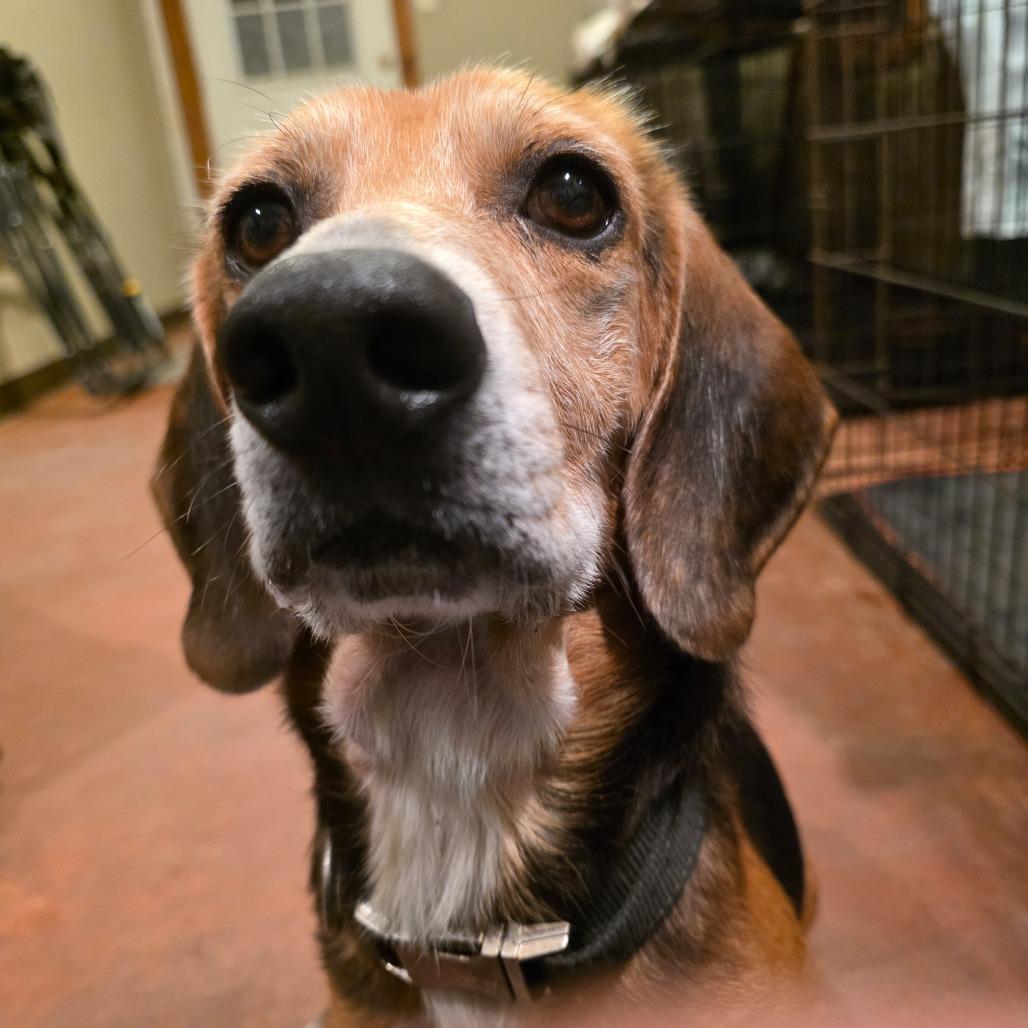 Barney Eugene, Adoptable, Senior Male Beagle.