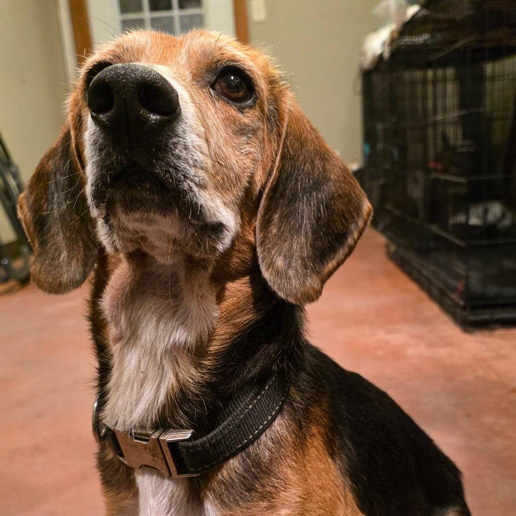 Enlarge Barney Eugene, a Adoptable Beagle in Glenfield, NY image 2/4