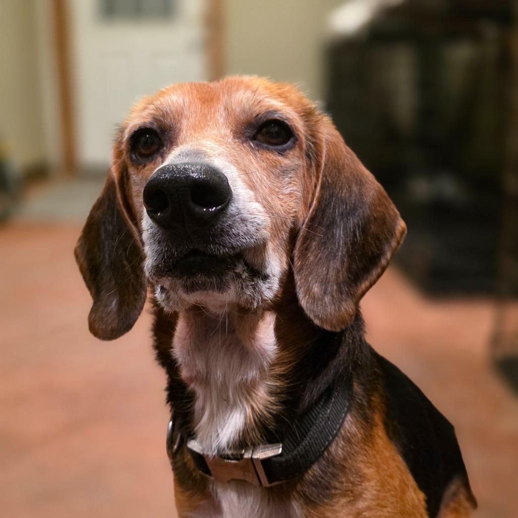 Enlarge Barney Eugene, a Adoptable Beagle in Glenfield, NY image 3/4