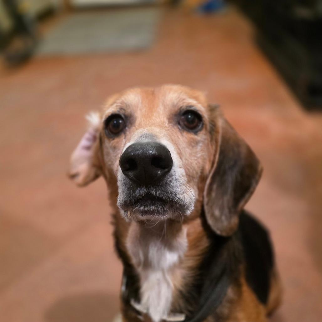 Enlarge Barney Eugene, a Adoptable Beagle in Glenfield, NY image 4/4