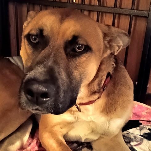 Enlarge JUNEAU, a Adoptable mixed breed in Yakima, WA image 1/6