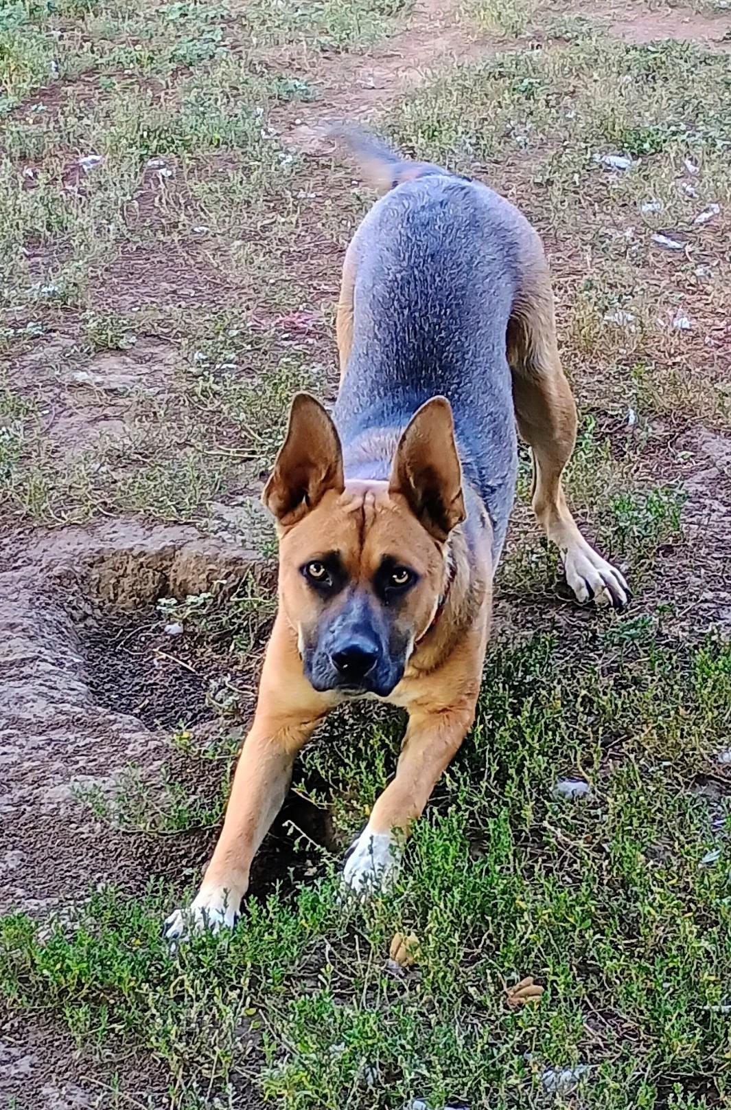 Enlarge JUNEAU, a Adoptable mixed breed in Yakima, WA image 2/6