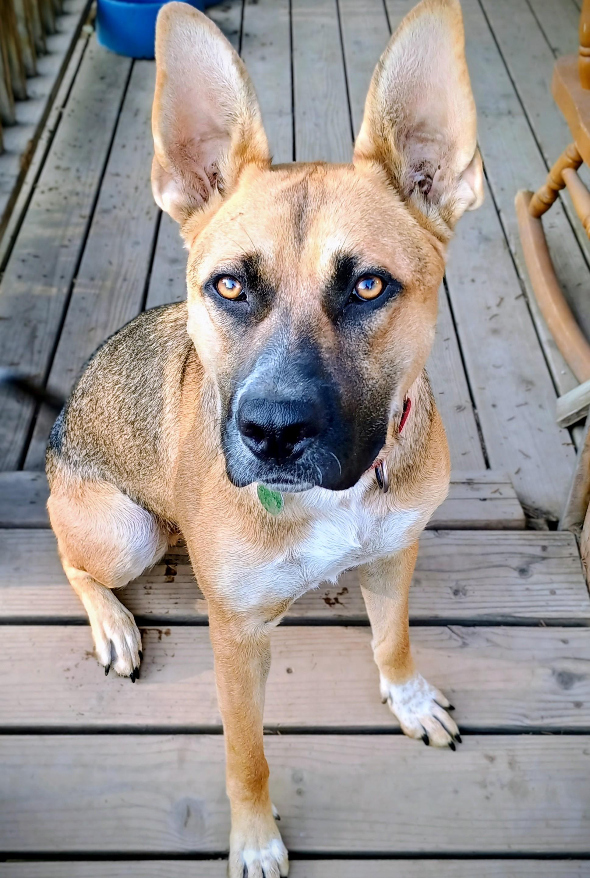 Enlarge JUNEAU, a Adoptable mixed breed in Yakima, WA image 3/6