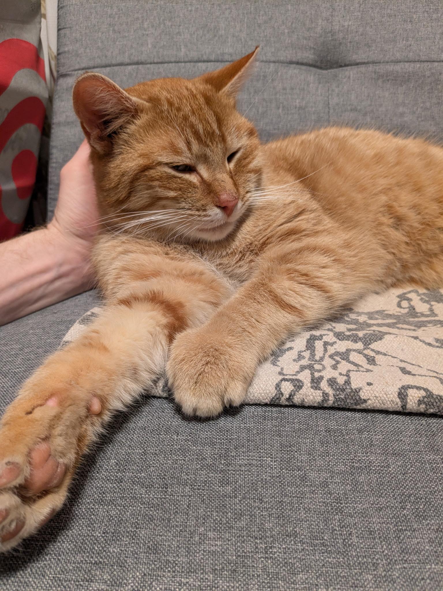 Enlarge Clem, a ADOPTABLE Domestic Short Hair in Avon, NY image 3/5