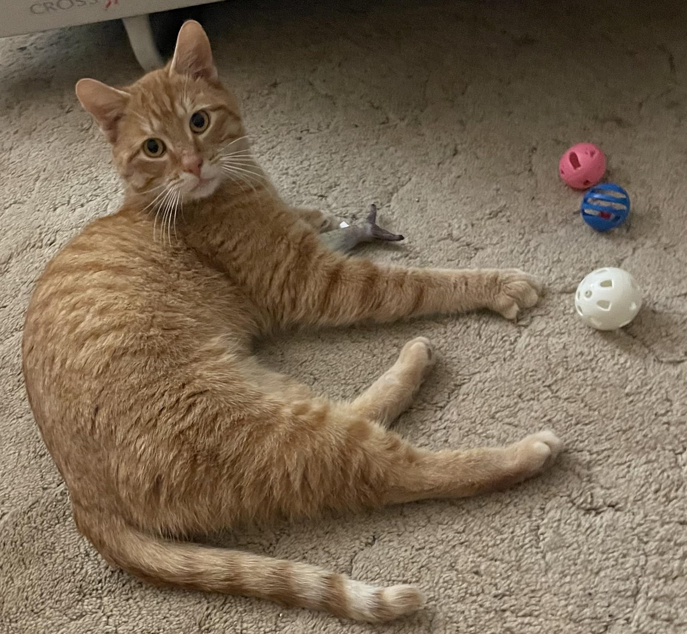 Enlarge Clem, a ADOPTABLE Domestic Short Hair in Avon, NY image 4/5