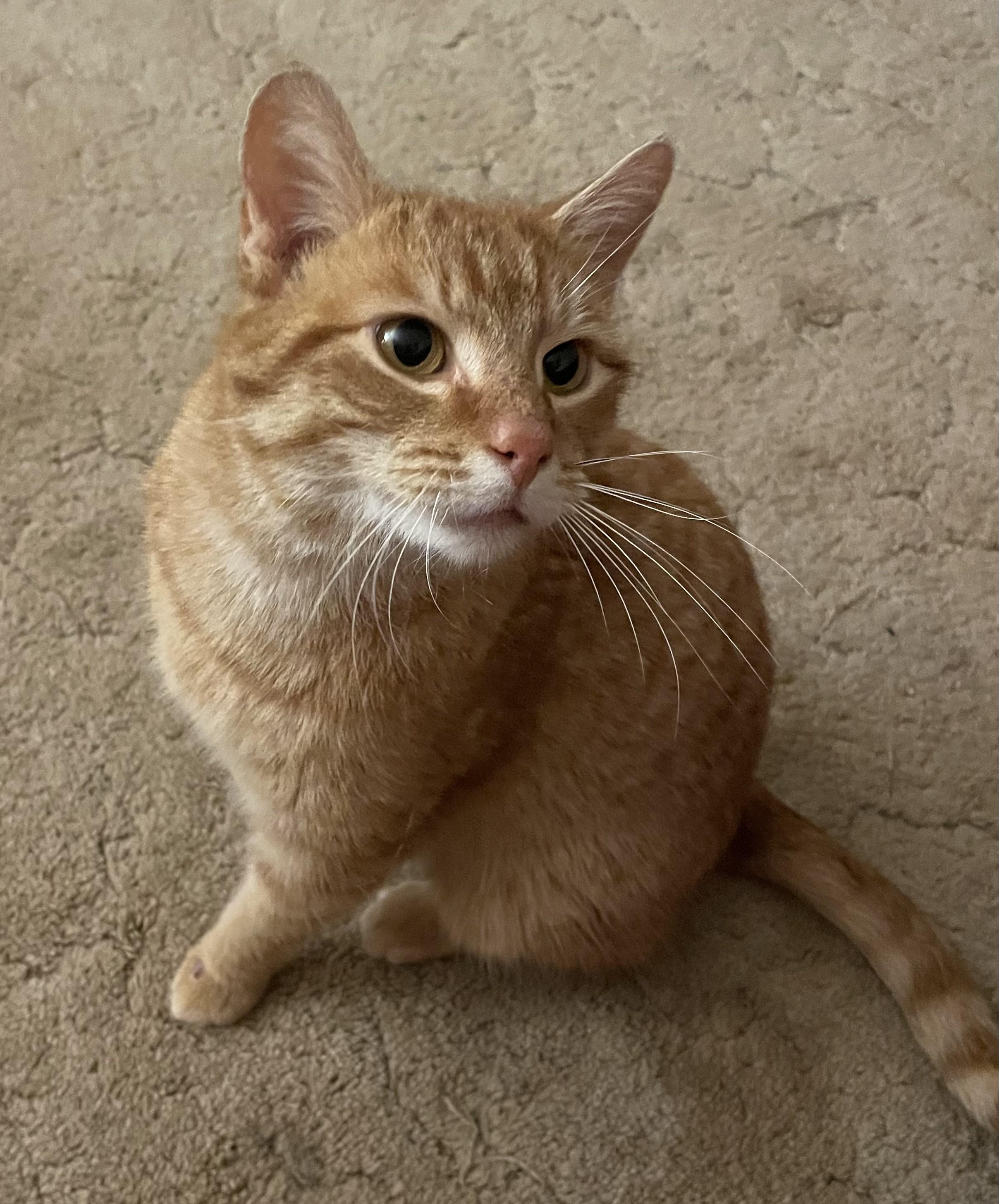 Enlarge Clem, a ADOPTABLE Domestic Short Hair in Avon, NY image 2/5