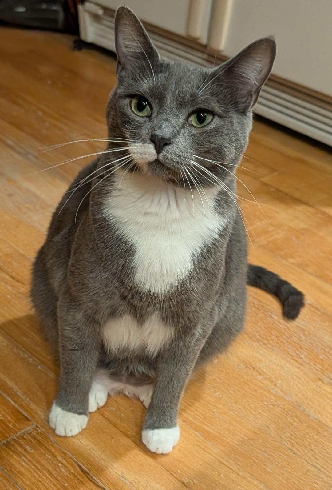 Sashimi, Adoptable, Young Female Domestic Short Hair.