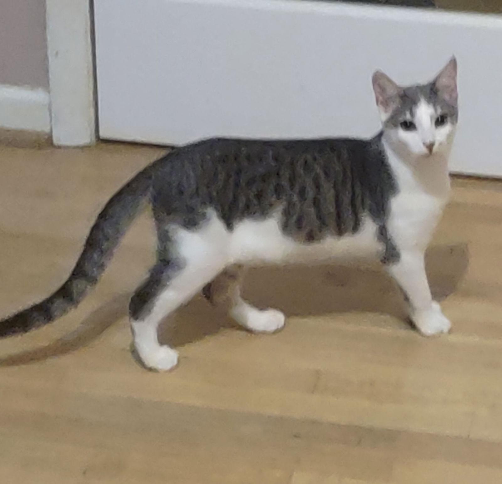 Enlarge Sashimi, a Adoptable Domestic Short Hair in Pittsboro, NC image 1/1