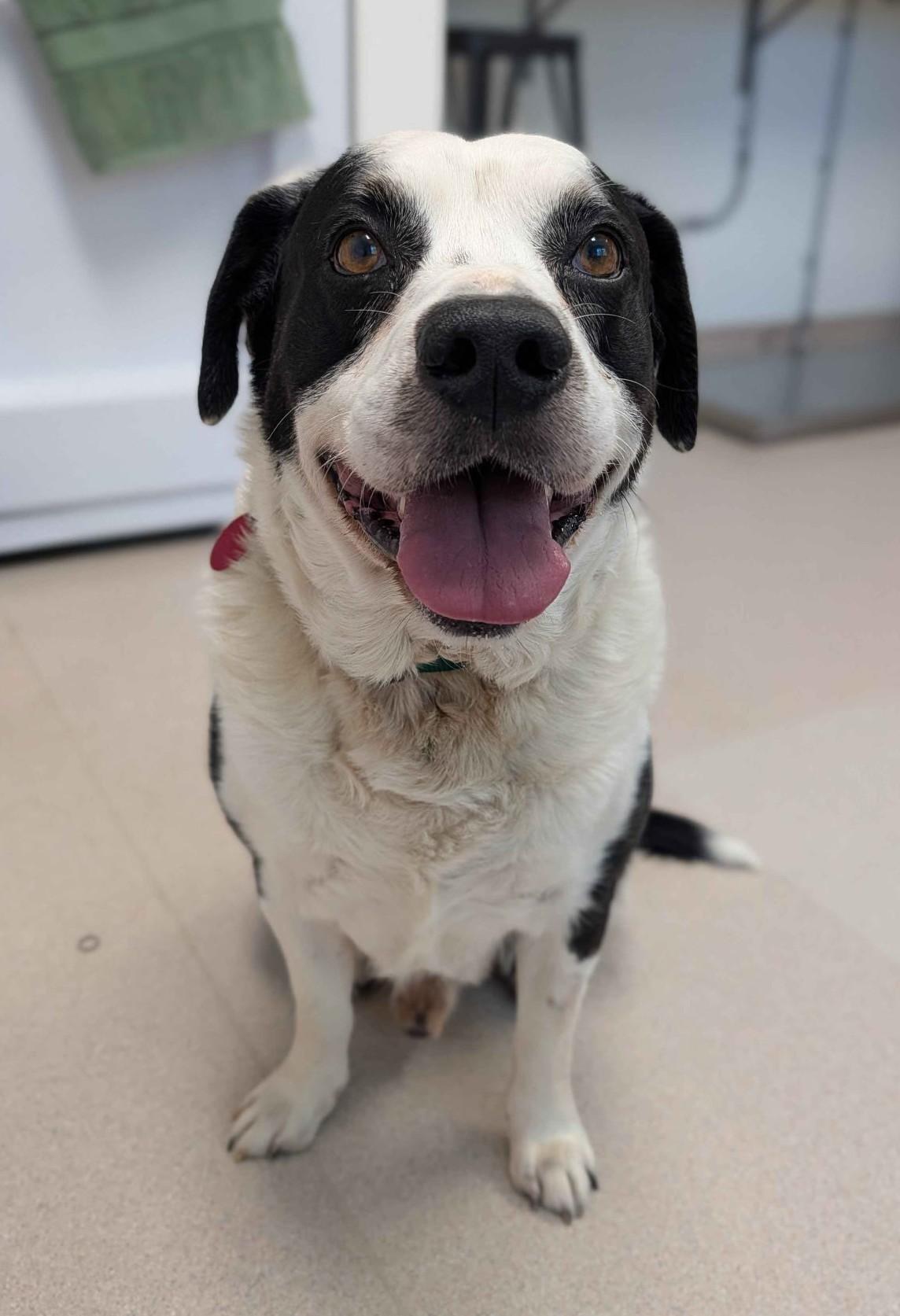Tye, ADOPTABLE, Adult Male Mixed Breed.