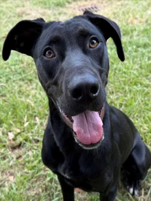 SASHA, Adoptable, Young Female Labrador Retriever & Mixed Breed.