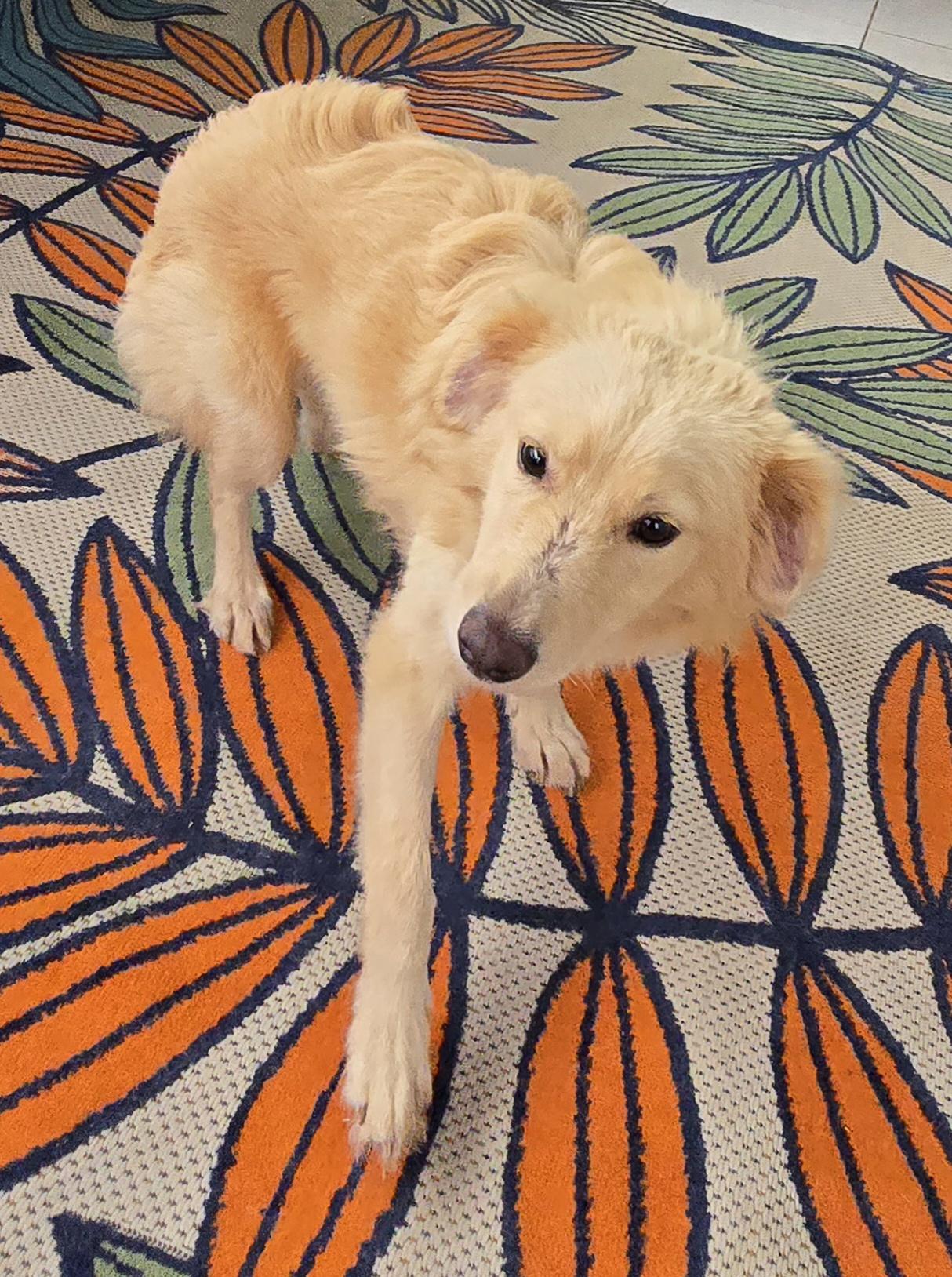 Doxi
