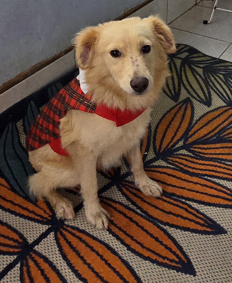 Doxi