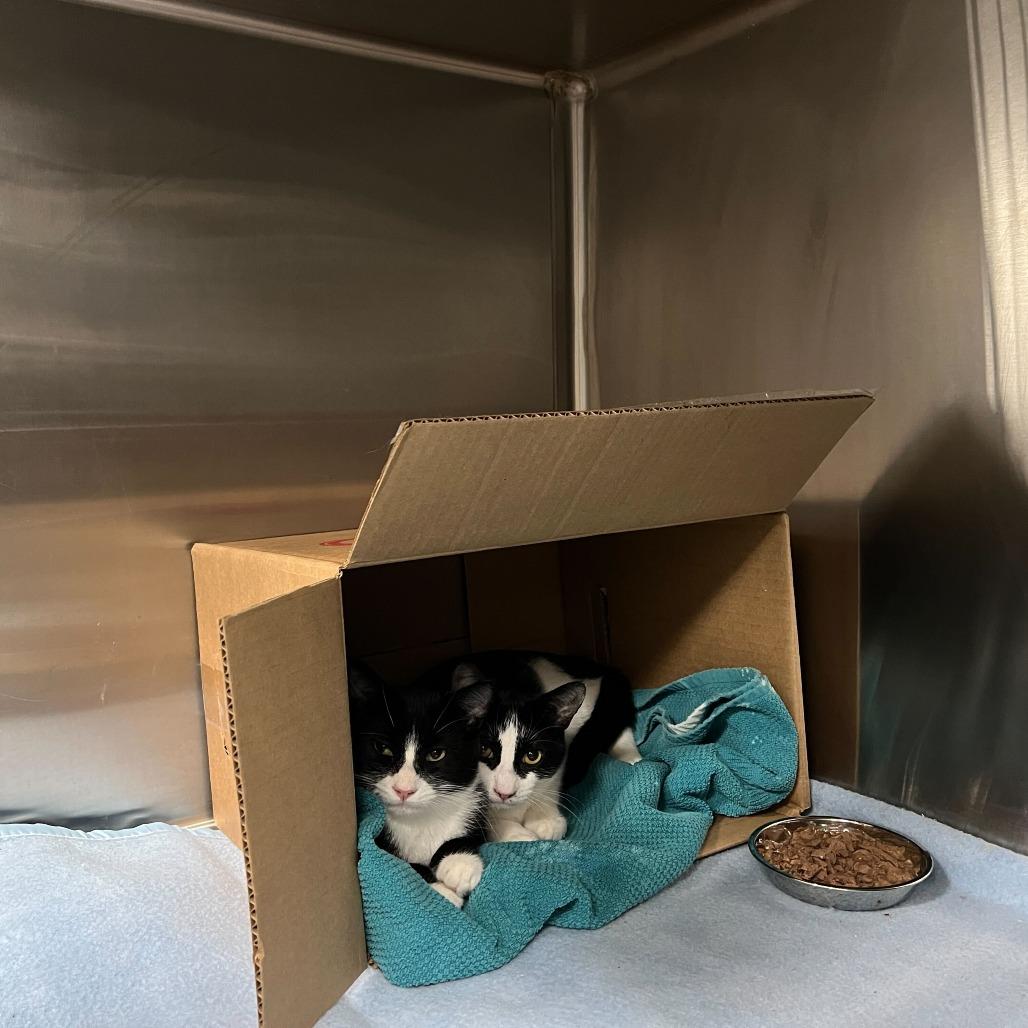 Enlarge Chappell, a Adoptable Domestic Short Hair in Abbotsford, BC image 2/4