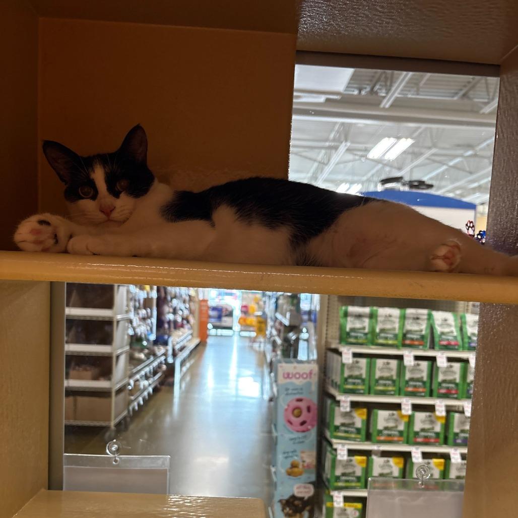 Enlarge Chappell, a Adoptable Domestic Short Hair in Abbotsford, BC image 2/6