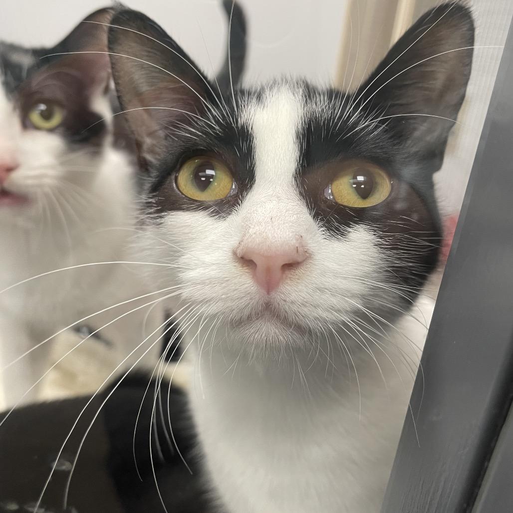 Enlarge Chappell, a Adoptable Domestic Short Hair in Abbotsford, BC image 3/4