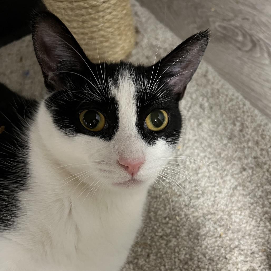 Enlarge Chappell, a Adoptable Domestic Short Hair in Abbotsford, BC image 4/4