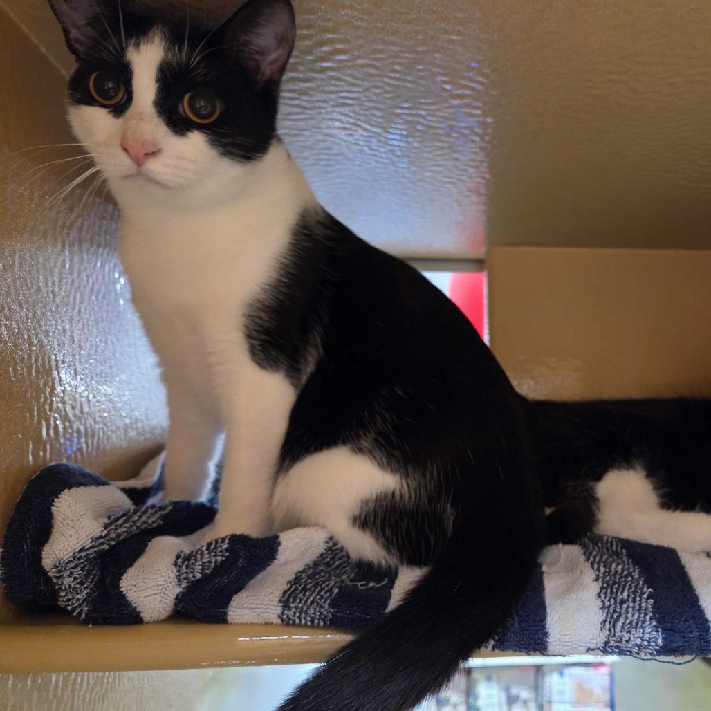 Enlarge Chappell, a Adoptable Domestic Short Hair in Abbotsford, BC image 5/6