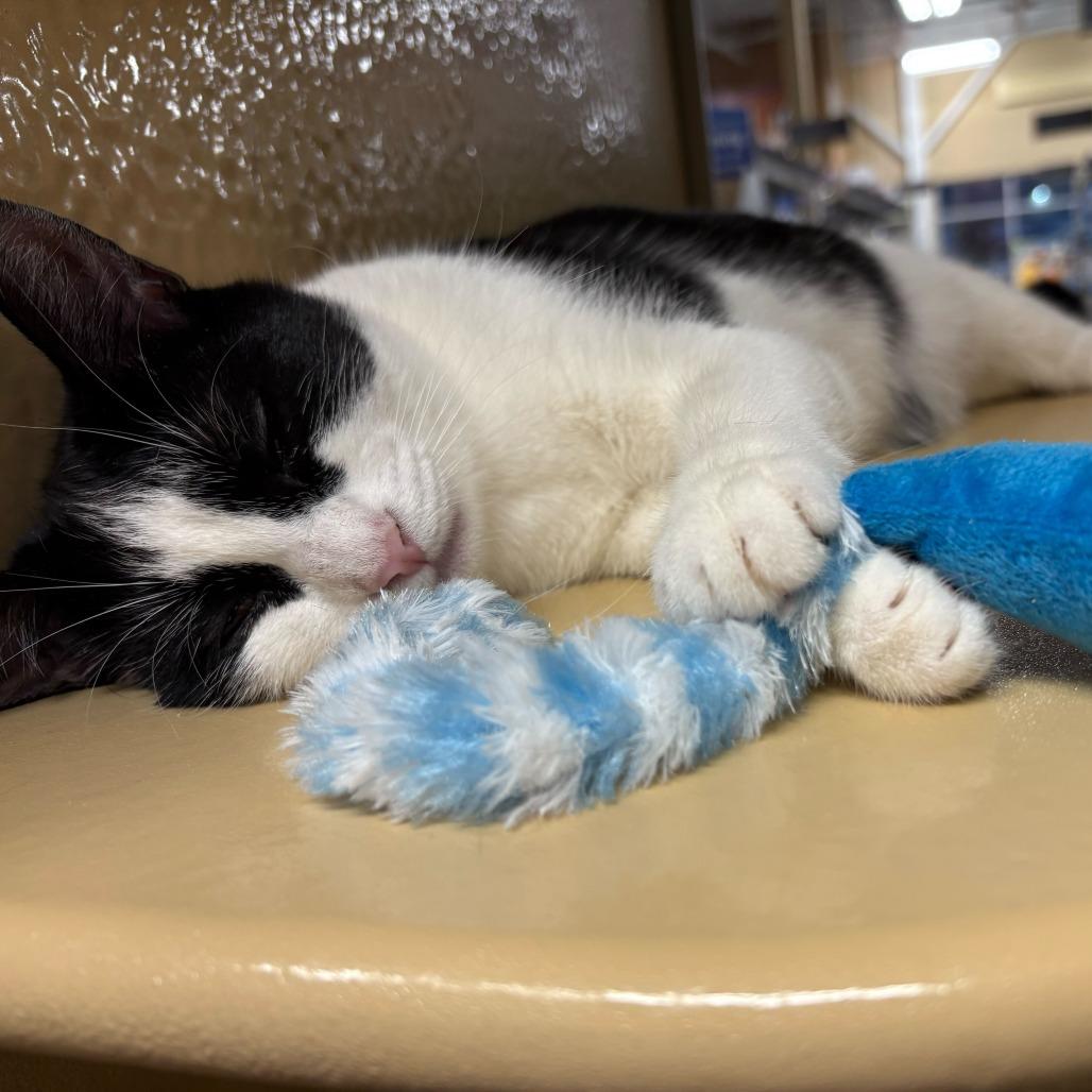 Enlarge Chappell, a Adoptable Domestic Short Hair in Abbotsford, BC image 6/6