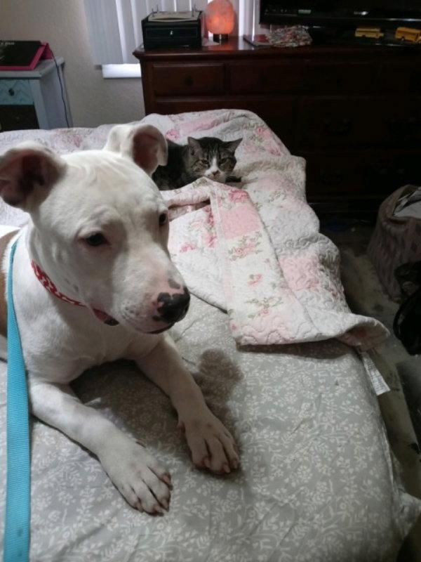 Rocco, Adopted, Young Male Pit Bull Terrier & Bull Terrier.