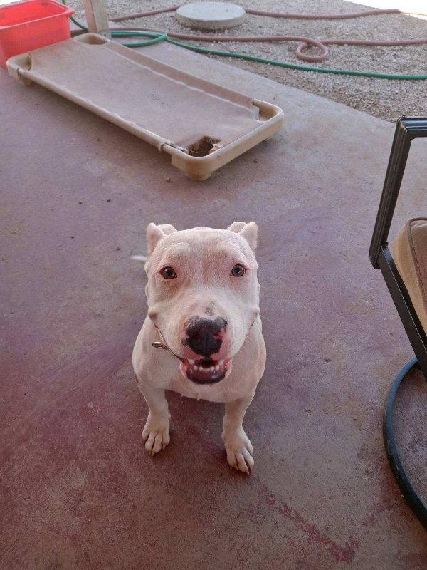 Rocco, a Adopted mixed breed in Mesa, AZ image 2/3