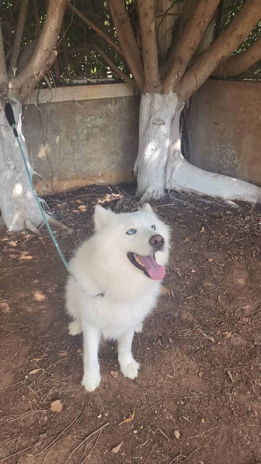 Chief, Adoptable, Young Male Siberian Husky.