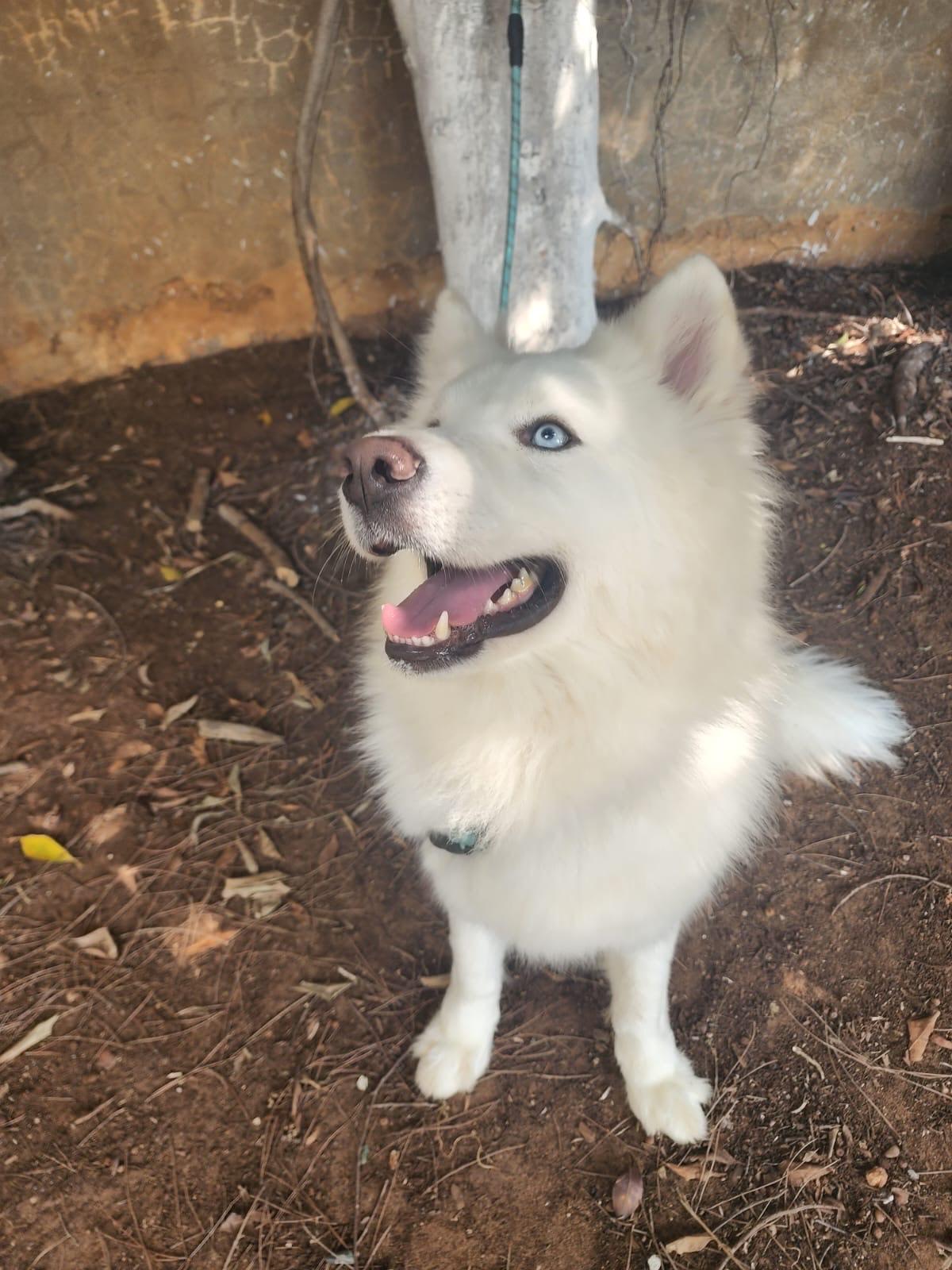 Enlarge Chief, a Adoptable Siberian Husky in Rochester, NY image 2/3