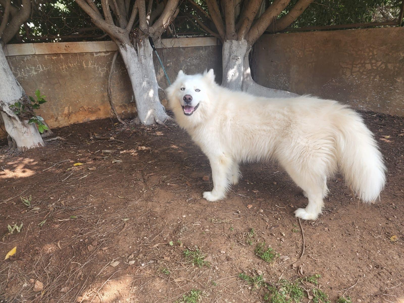 Enlarge Chief, a Adoptable Siberian Husky in Rochester, NY image 3/3