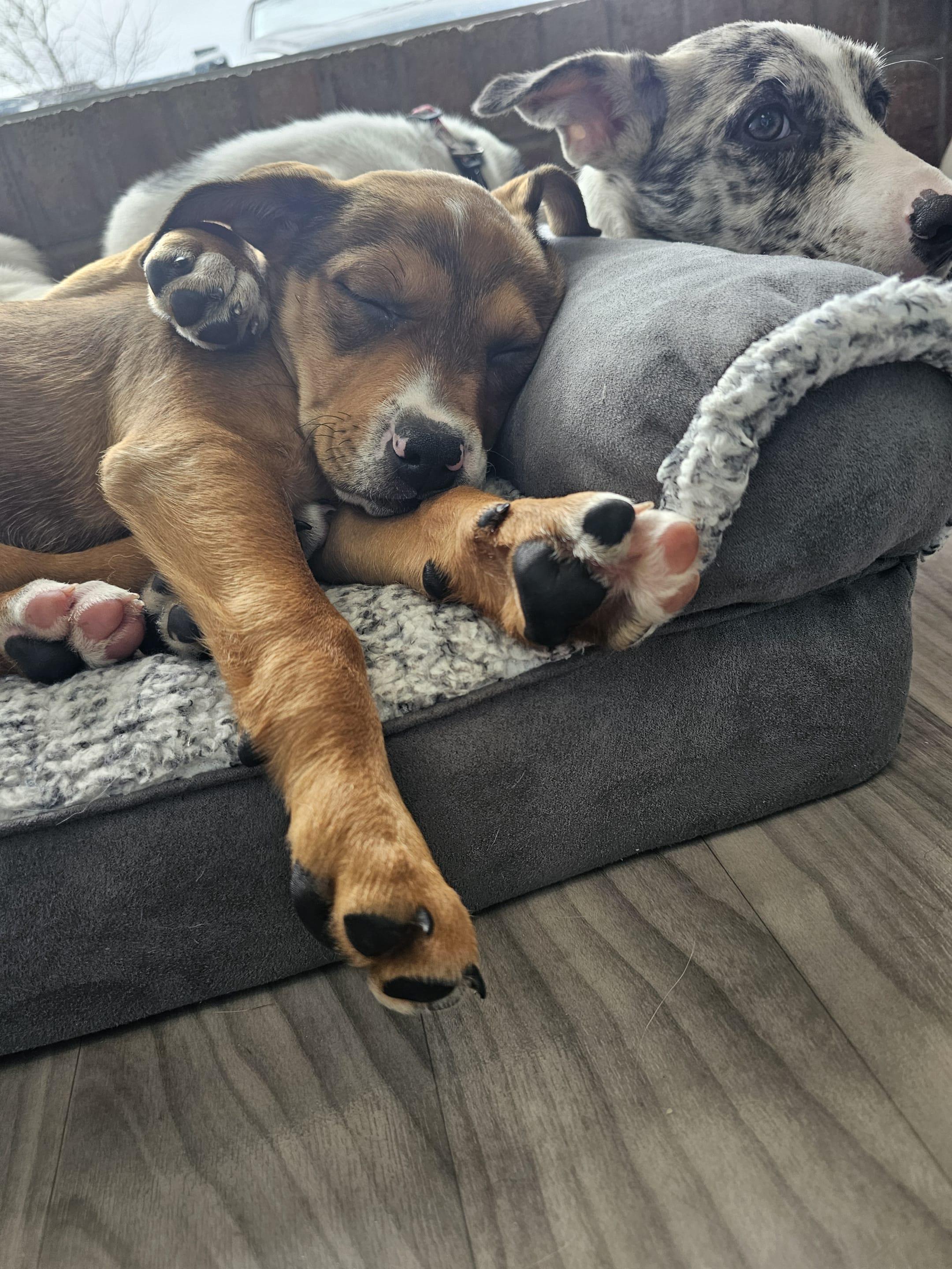 Ruth the Mixed Breed Pup, a Adoptable mixed breed in Muskego, WI image 3/6