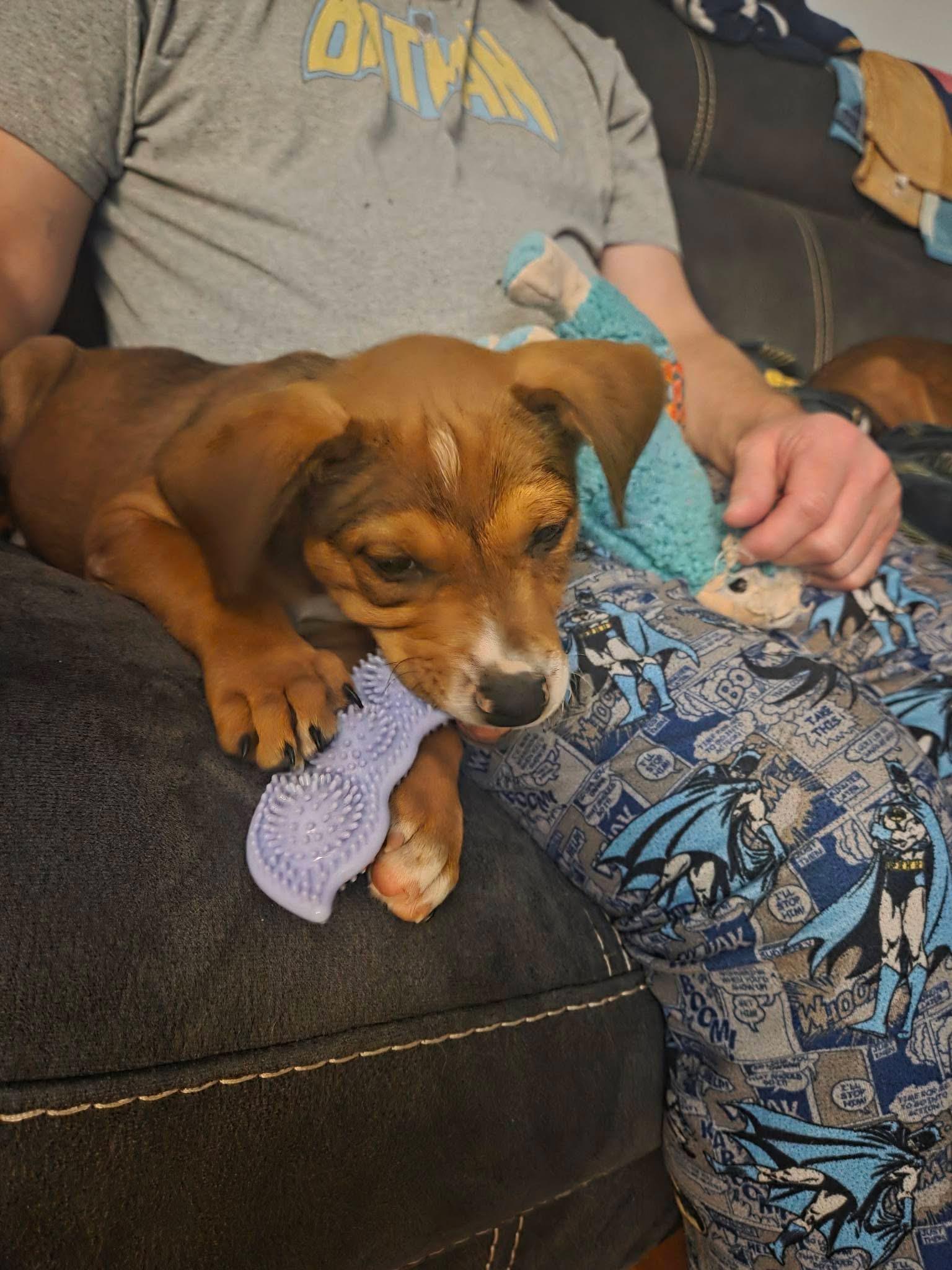 Ruth the Mixed Breed Pup, a Adoptable mixed breed in Muskego, WI image 4/6