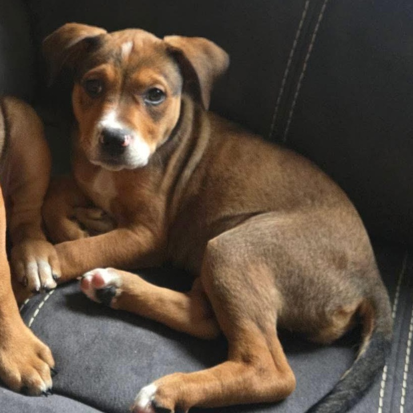 Ruth the Mixed Breed Pup, Adoptable, Puppy Female Boxer & Hound.