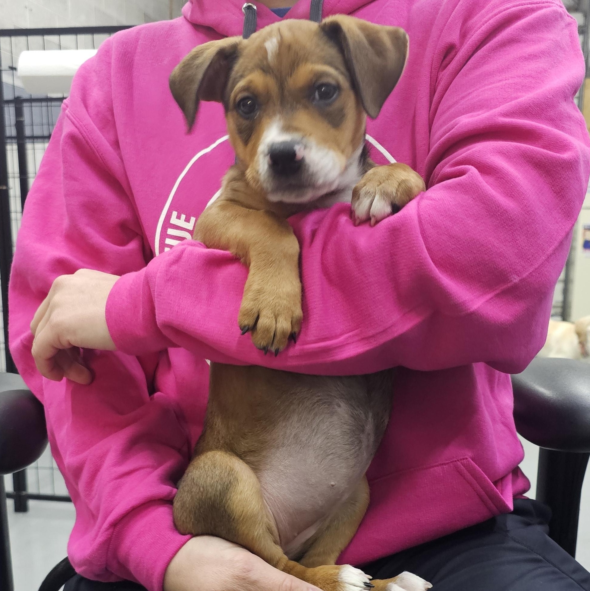 Ruth the Mixed Breed Pup, a Adoptable mixed breed in Muskego, WI image 5/6