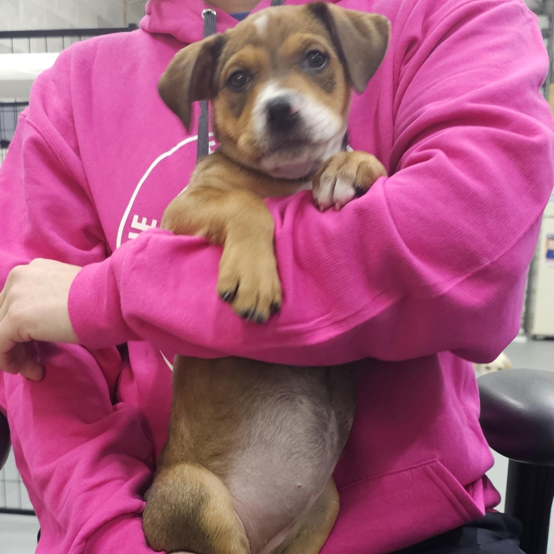 Ruth the Mixed Breed Pup, a Adoptable mixed breed in Muskego, WI image 6/6