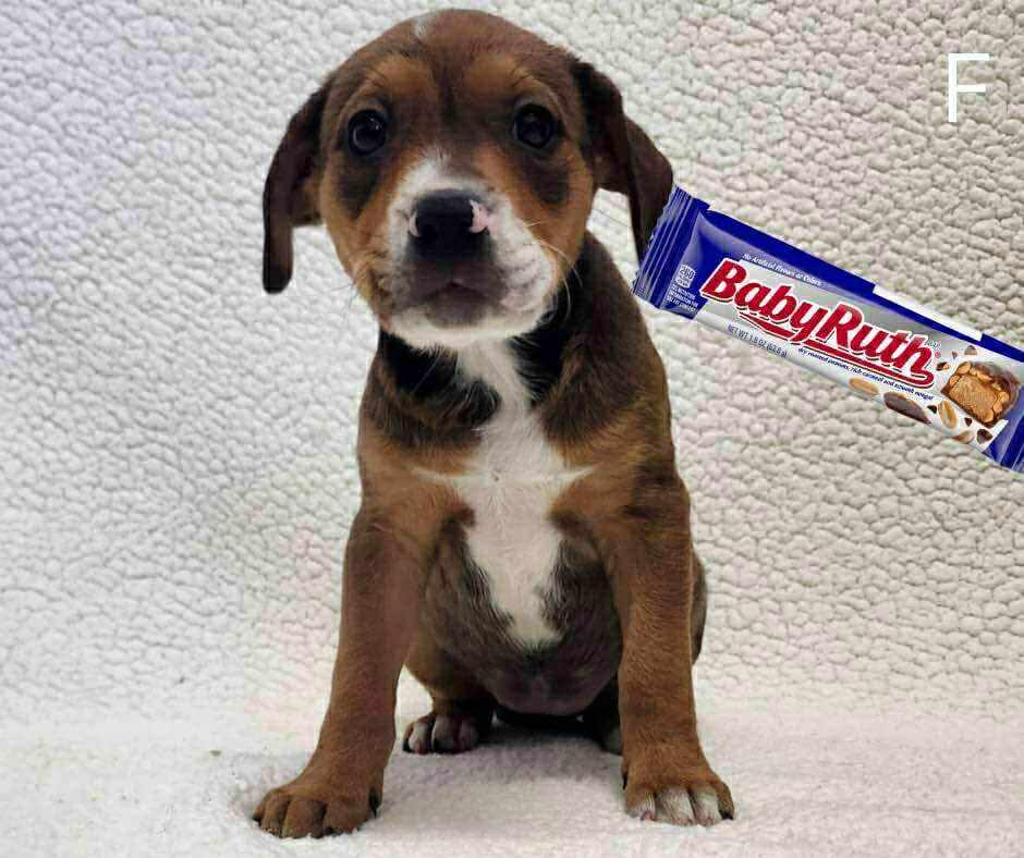 Ruth the Mixed Breed Pup, a Adoptable mixed breed in Muskego, WI image 2/6