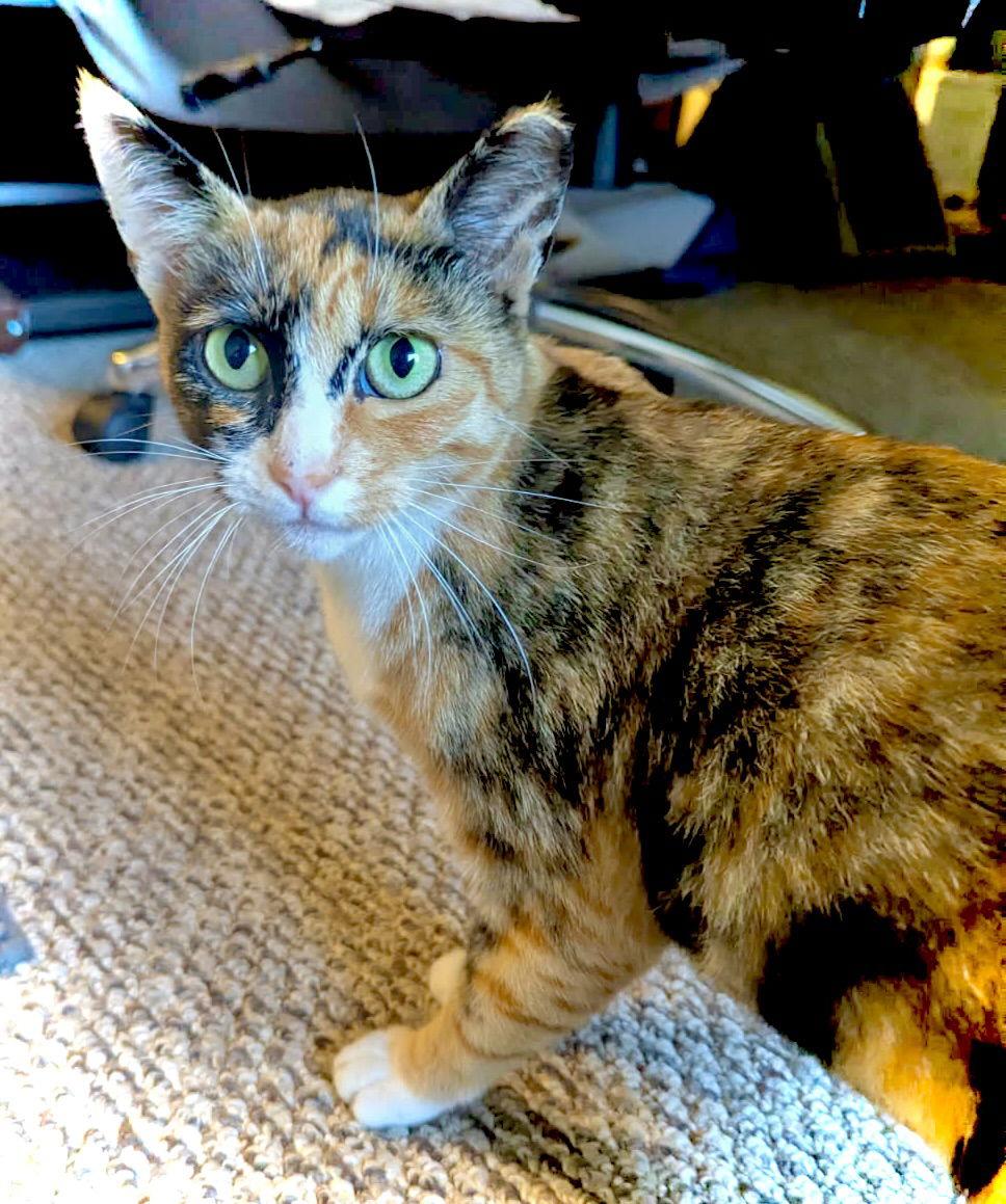 Enlarge Janie - Calico biscuit maker, a Adoptable mixed breed in San Luis Obispo, CA image 1/1