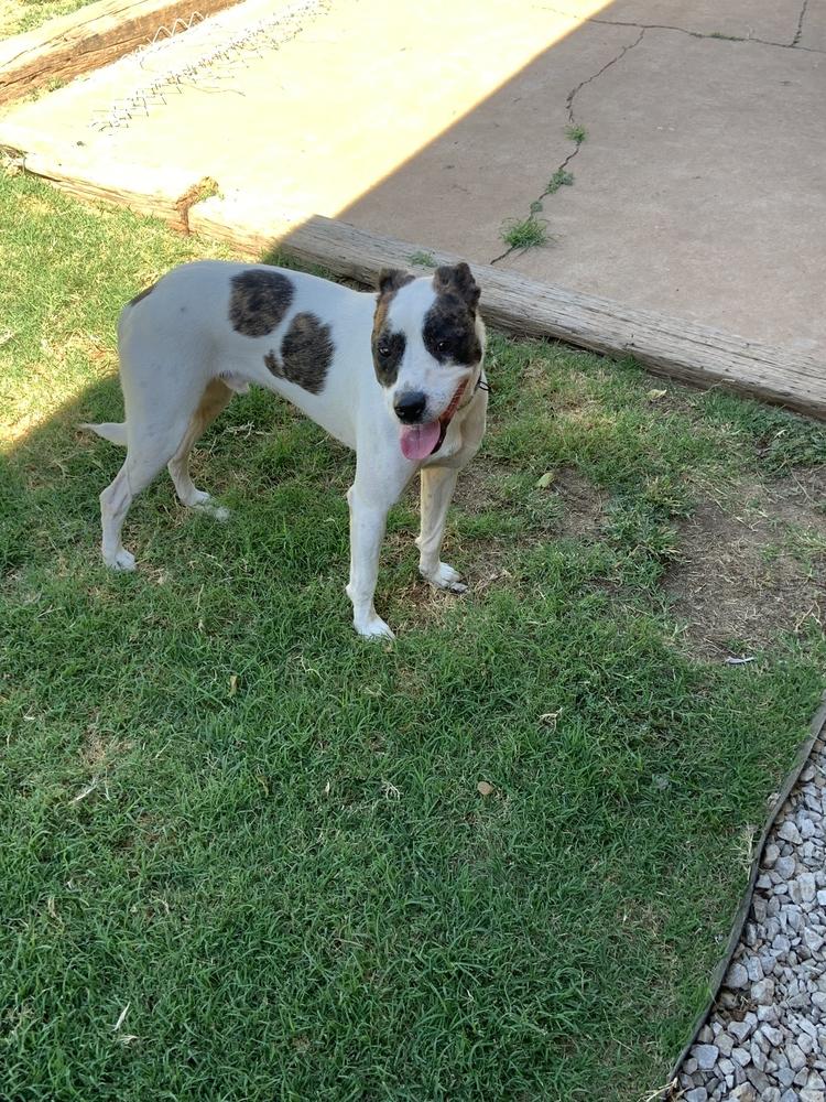Finn, Adoptable, Adult Male Australian Cattle Dog / Blue Heeler & American Staffordshire Terrier.