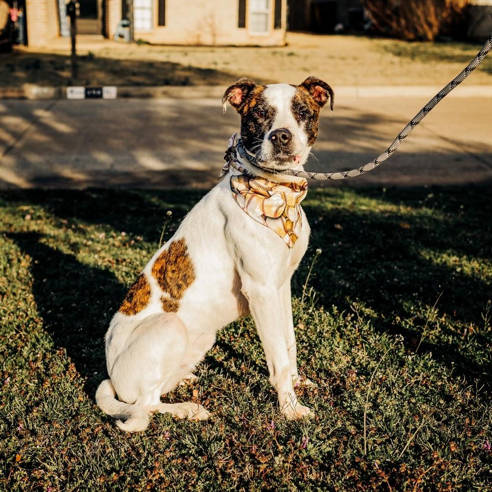 Finn, a Adoptable mixed breed image 3/4