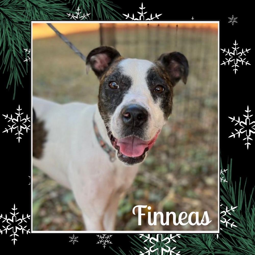Finn, a Adoptable mixed breed image 4/4