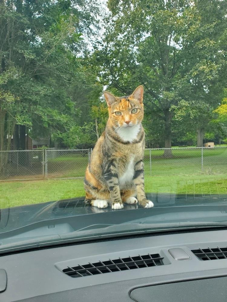 Enlarge Gracie and CoCo, a Adoptable Domestic Short Hair in Dawson, GA image 1/5