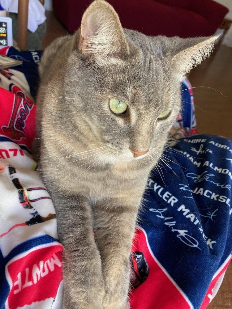 Enlarge Gracie and CoCo, a Adoptable Domestic Short Hair in Dawson, GA image 3/5