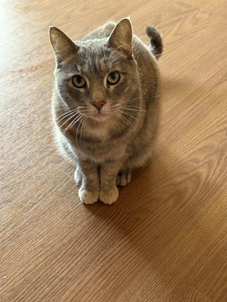 Enlarge Gracie and CoCo, a Adoptable Domestic Short Hair in Dawson, GA image 4/5